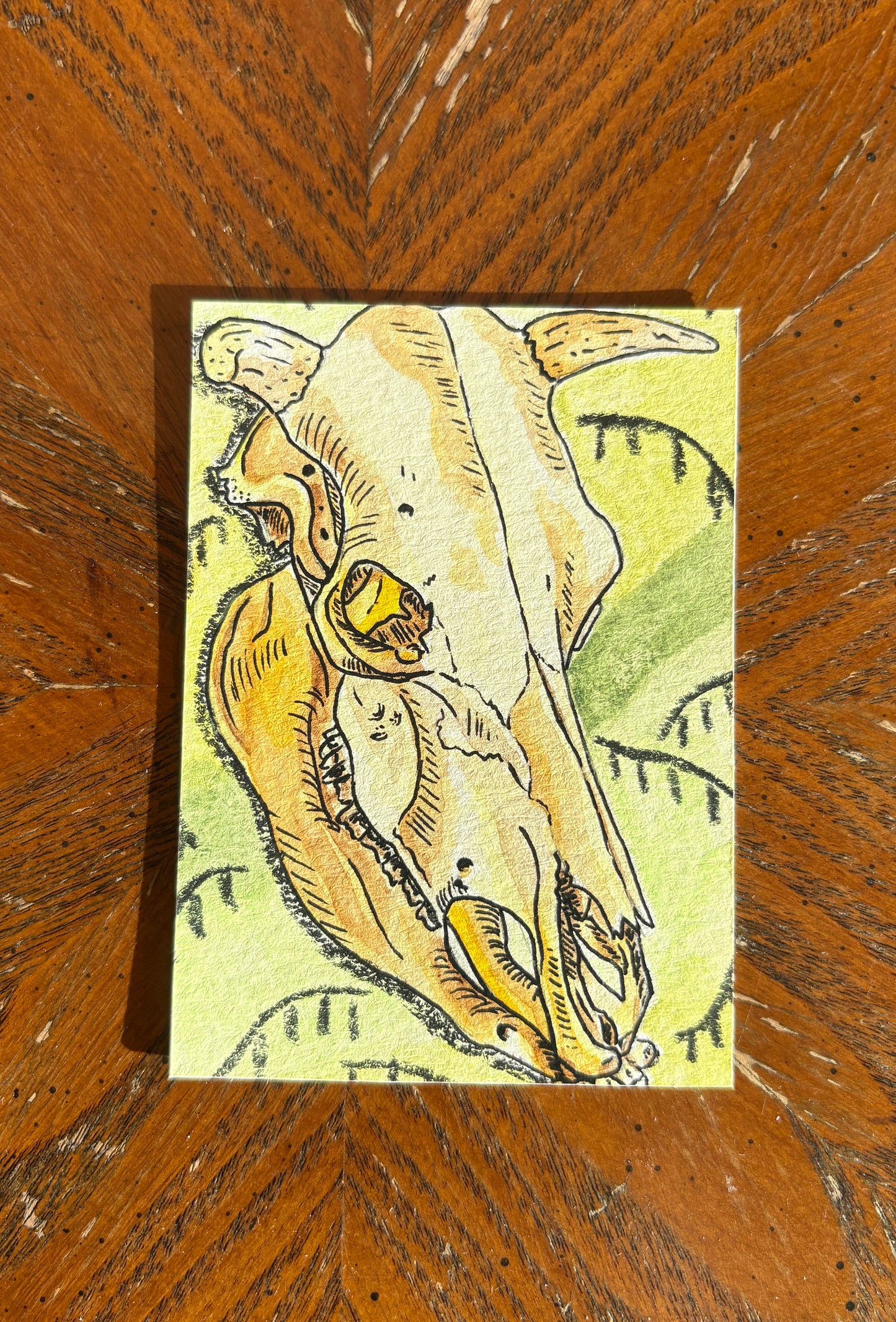 Cow Skull