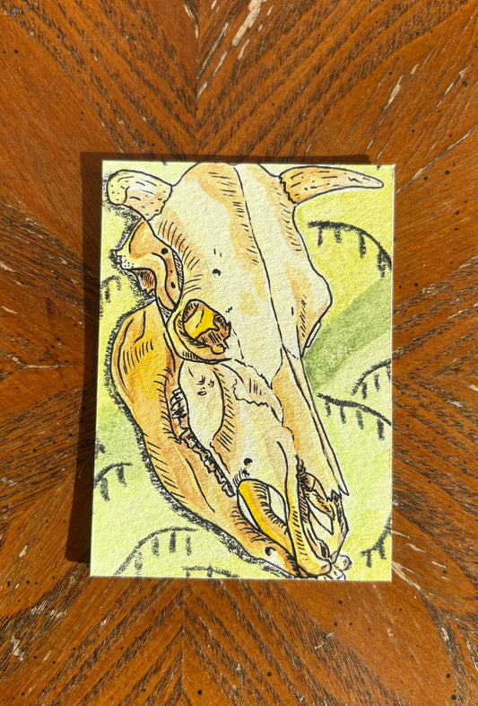 Cow Skull
