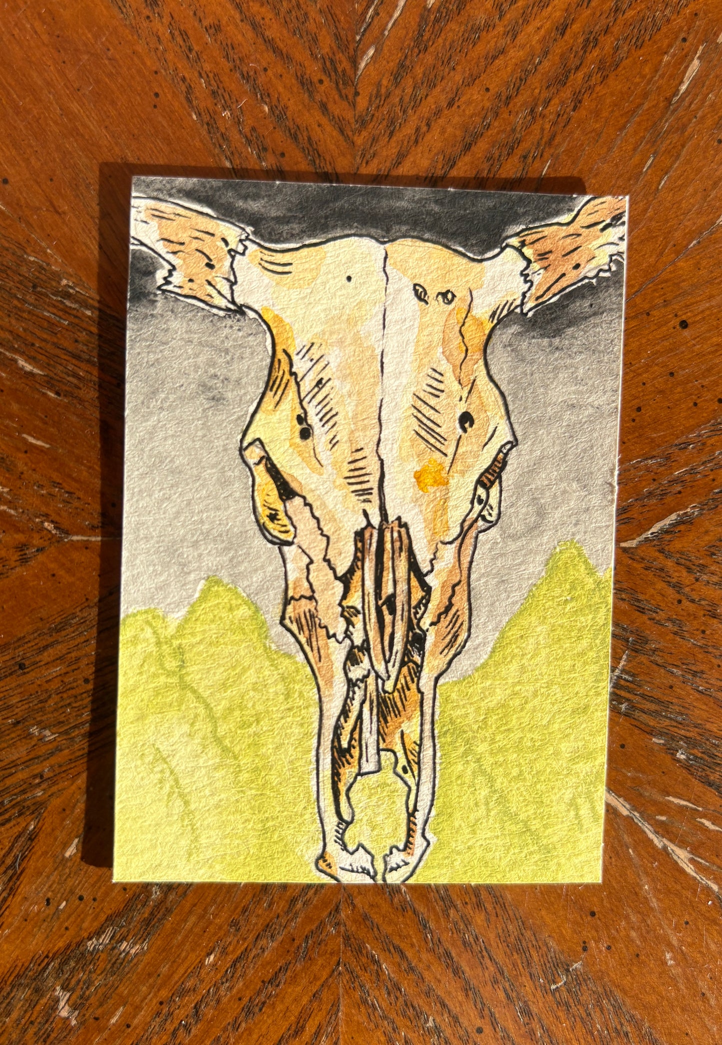 Cow Skull