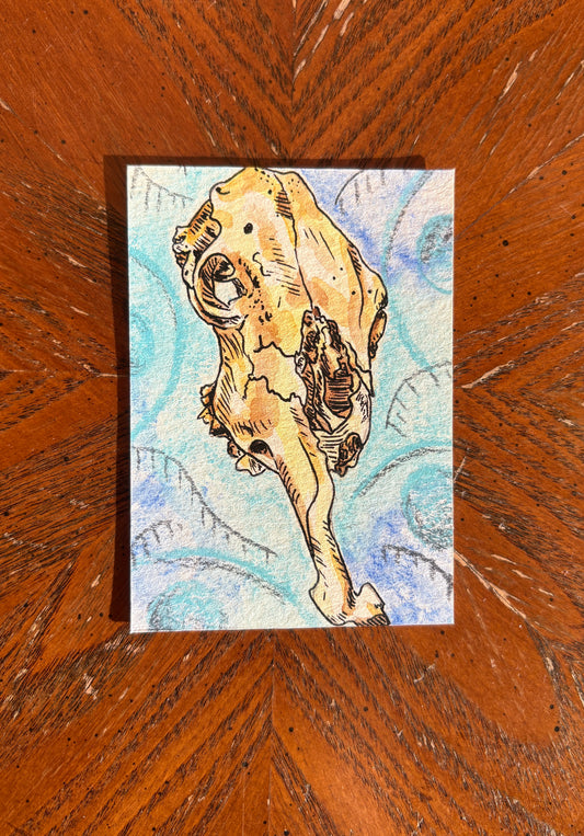 Cow Skull