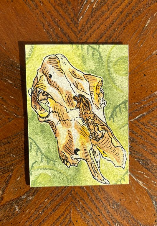 Cow Skull